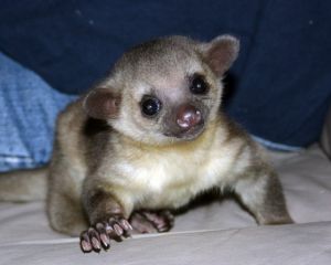 Male and Female Kinkajou available.