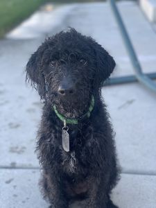 labradoodle puppy for sale