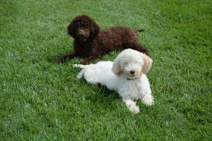 adept Labradoodle Puppies