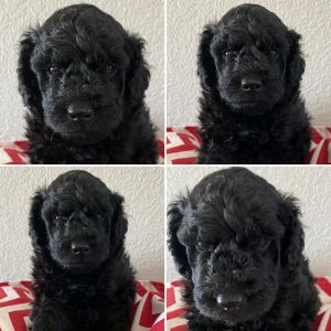 F1b mini labradoodles