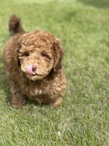 Male Mini Labradoodle Puppy