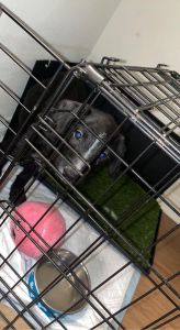 Straight haired black labradoodle