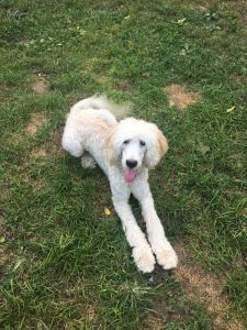 Labradoodle Pup needs new home (price negotiable)
