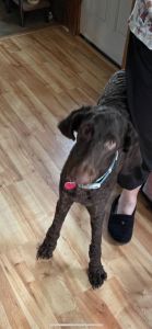 9 month old labradoodle chocolate brown