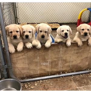 labrador puppies ready for x mass home