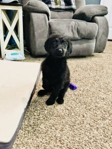 Black Labradoodle Puppies