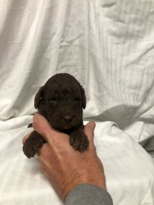 Labradoodle Puppies