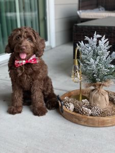 Sweet chocolate labradoodle girl