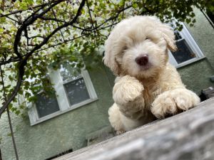 Labradoodle Puppies Available