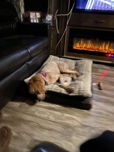 Great family dog needs new home