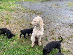 Labradoodles