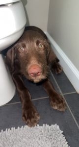 4 month chocolate labradoodle