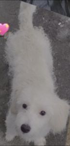 Boy Mini labradoodle 1 years old