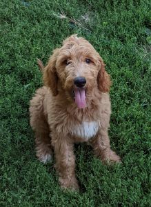 Labradoodle puppy