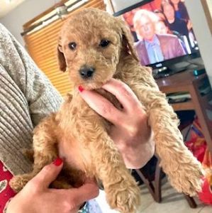 F1B Labradoodle puppies