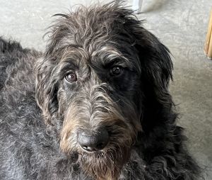 Leia F1B Labradoodle