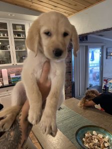 Labradoodles Puppies