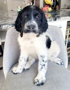 Labradoodle puppy Bella