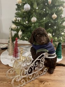 Chocolate labradoodle