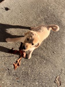 Beautiful, Handsome Puppy