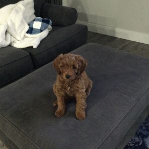 F1b apricot labradoodle