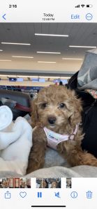 Mini Labradoodle F1b/Hendersonville