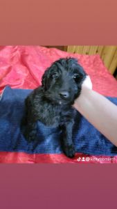 F1bb Labradoodle female; health tested parents