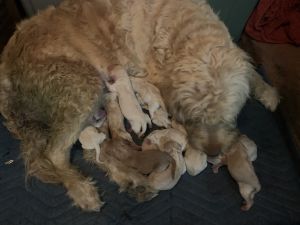 F1b Labradoodle Puppy