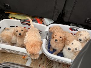 Labradoodles