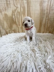 Neese’s Poodles & Doodles