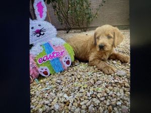 Labradoodle F1 puppies