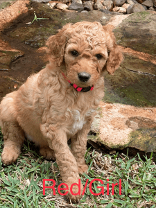 Adorable LABRADOODLE PUPPIES