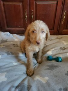 $500- F1bb Labradoodle- Miss Orange
