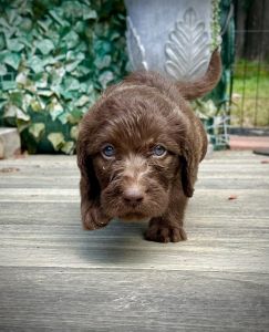 Labradoodle Puppies