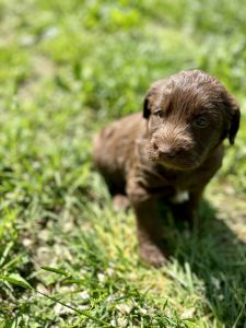Labradoodle puppies!