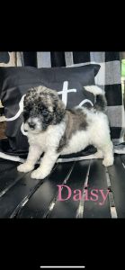 F1B Labradoodle Puppies