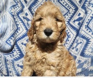 Andes - F1B Labradoodle