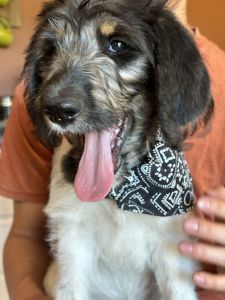 F1B Standard labradoodles
