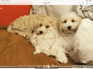 Australian Cobberdog