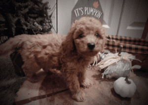 F1 mini labradoodles just like Teddy bears ...