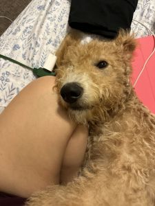 Labradoodle For Sale