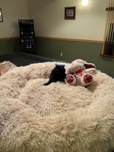 Standard Labradoodle