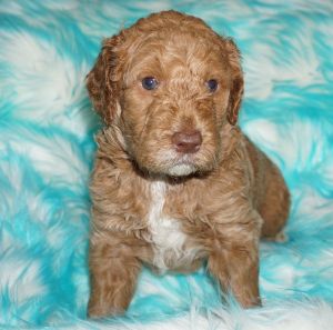 ckc medium labradoodle