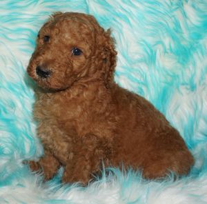 ckc standard labradoodle