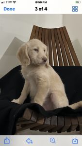 Labradoodle puppy for sale