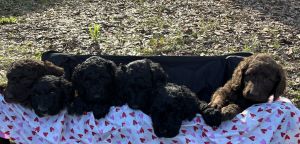6 Labradoodle Puppies