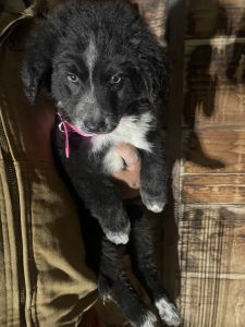 Labrador-Belgium Malanoise Mix