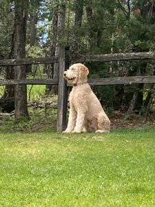 Certified Pet Therapy Labradoodle