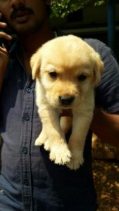 Home Bred Lab puppies