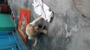 laber puppy ( female ) for sell